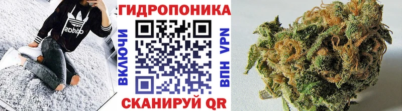 Конопля сатива  Рошаль 